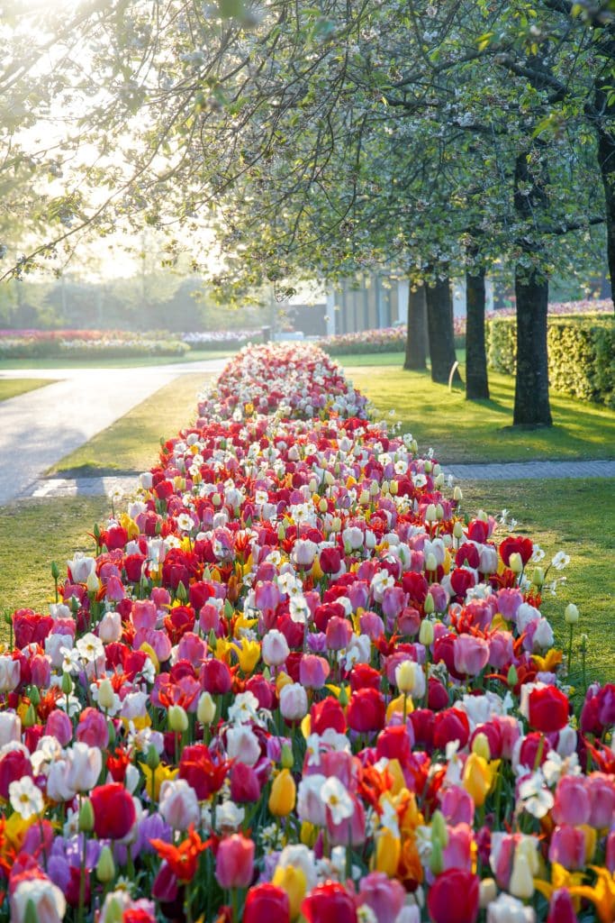 Flowers in the Netherlands in full bloom
