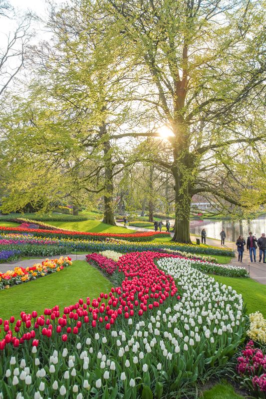 The tulip garden Keukenhof