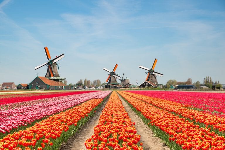 typical dutch landscape