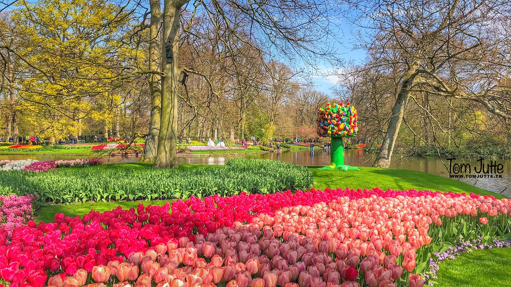 The Netherlands is producing 80% of the world's flower bulbs.